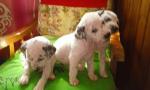 Vend chiots dalmatiens - Miniature