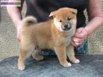 Chiots de type shiba inu a adopter - Miniature