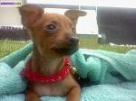 Pinscher femelle fauve - Miniature