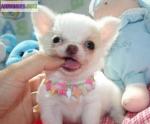 Superbe chiot chihuahua  pour adoption - Miniature