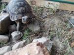 Tortue terrestre - Miniature