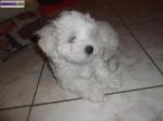 Bichon maltais - Miniature