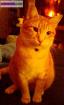 Disparu chat roux - Miniature