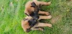 Malinois - Miniature