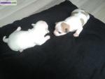 Deux femelles chihuahua - Miniature