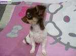 Chiot male de type chihuahua chocolat/tan/blanc - Miniature