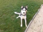 Husky sibérien aux yeux bleus  - Miniature