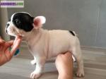 Chiot de type bouledogue français a adopter - Miniature