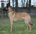 Saillie berger malinois lof : etalons - Miniature