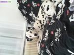 Vend femelle dalmatien - Miniature