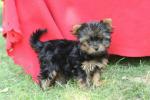 Chiot de race type yorkshire contre bon soin - Miniature