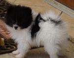 Chiot type spitz nain femelle - Miniature