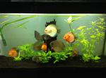 Lot de 7 discus  - Miniature