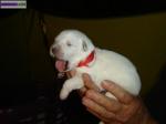 Chiot blanc berger suisse - Miniature