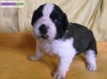 Chiots saint bernard inscrit au lof - Miniature