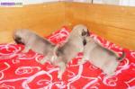 Chiots  de type carlin a adopter - Miniature