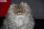 Chatons persan loof - Miniature