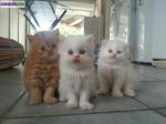 Chatons type persans - Miniature