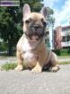 A reserver de suite: chiot bouledogue francais femelle. - Miniature