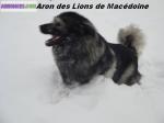 Chiots sarplaninec des lions de macedoine à réserver - Miniature