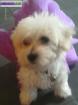 Bichon havanais - Miniature