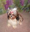 Chiots shih tzu disponible - Miniature