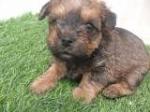 Chiot mâle york - Miniature