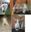 Chiot bull terrier a reserver - Miniature