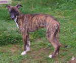 Bb whippet femelle lof disponible - Miniature