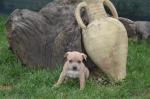 Chiots amstaff - Miniature