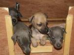 Chiots petit levrier italien, lof - Miniature