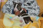 Bull terrier lof - Miniature