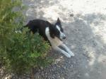 Chiots border collie - Miniature