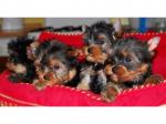 Magnifique chiots type yorkshire non lof - Miniature