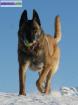 Chiots malinois lof - Miniature