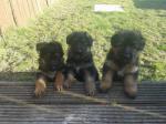 Chiots berger allemand - Miniature