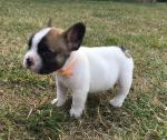 A donner chiot bouledogue francais - Miniature