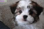 Chiot shih tzu femelle disponible de suite. - Miniature