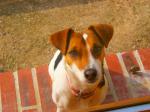 Chiots jack russel - Miniature