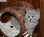 Adorable chaton british shorthair - Miniature