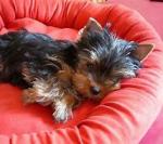 Chiot yorkshire terrier a donner - Miniature