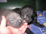 Chiots type cané corso - Miniature