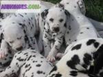 Magnifiques chiots dalmatien lof - Miniature