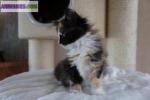 Chaton de type norvegien non loof - Miniature