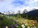 Superbe terrain de 801 m2 au grand-bornand - Miniature