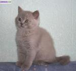 Chaton british shorthair - Miniature