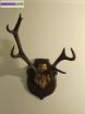 Bois de cerf sur blason bois - Miniature