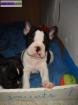 Chiots type bouledogue français - Miniature