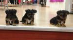 Chiots yorkshire - Miniature