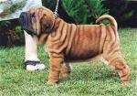 Superbes chiots de type shar pei lof - Miniature